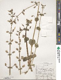 Mimulus guttatus image