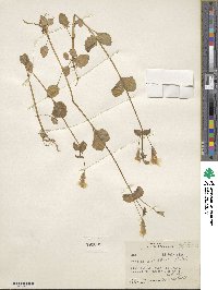 Mimulus guttatus image