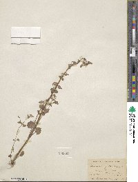 Mimulus guttatus image