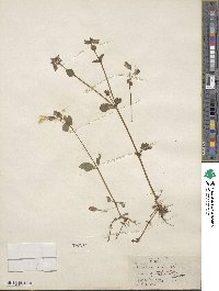 Mimulus guttatus image