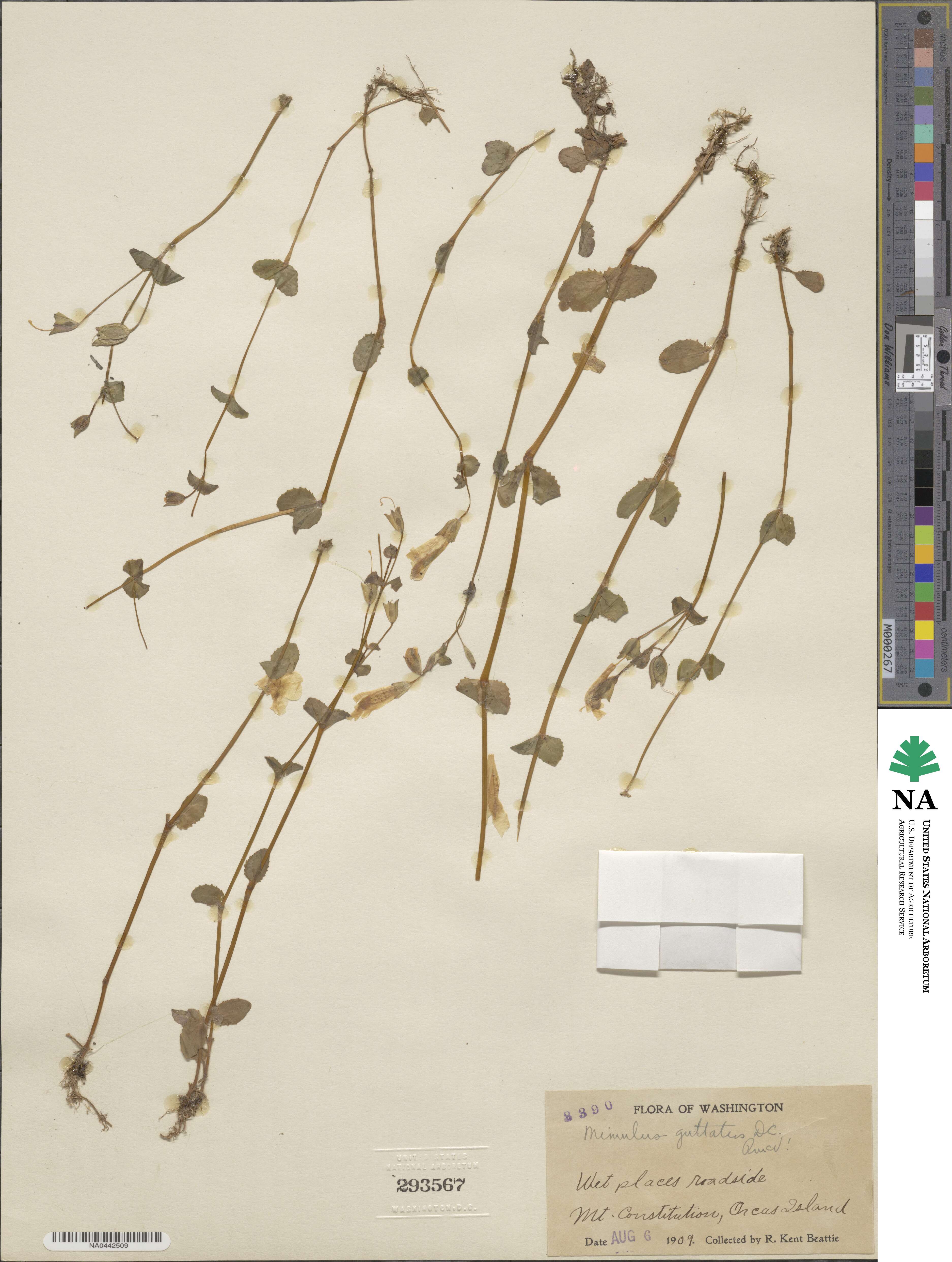 Mimulus guttatus image