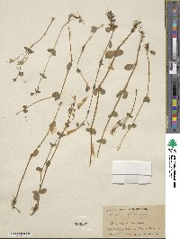 Mimulus guttatus image