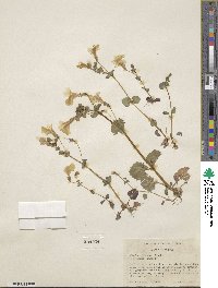 Mimulus guttatus image