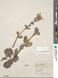 Mimulus guttatus image
