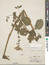 Mimulus guttatus image
