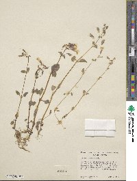 Mimulus guttatus image