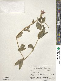 Erythranthe lewisii image