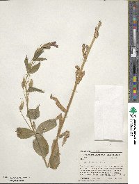 Erythranthe lewisii image