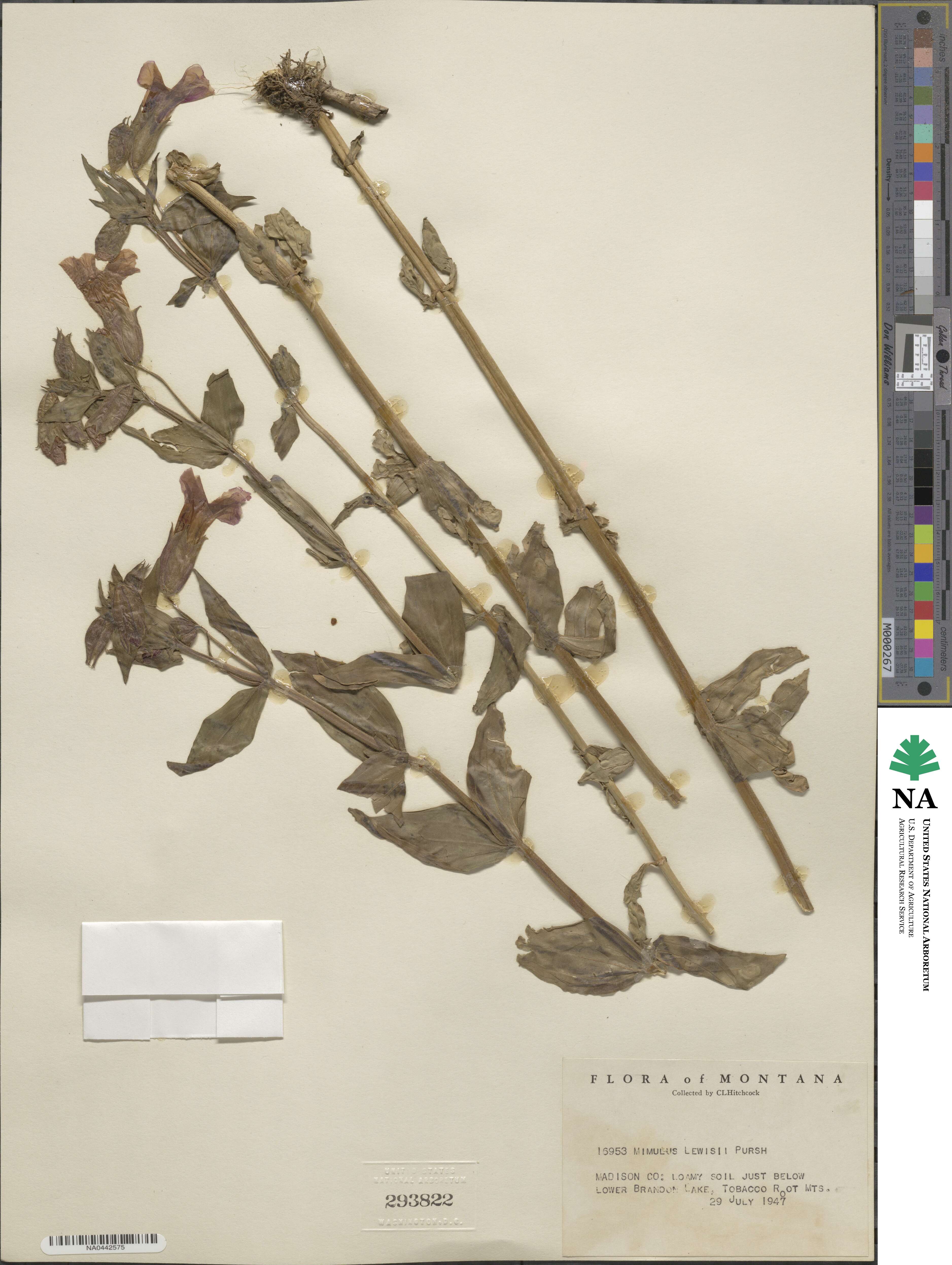 Erythranthe lewisii image