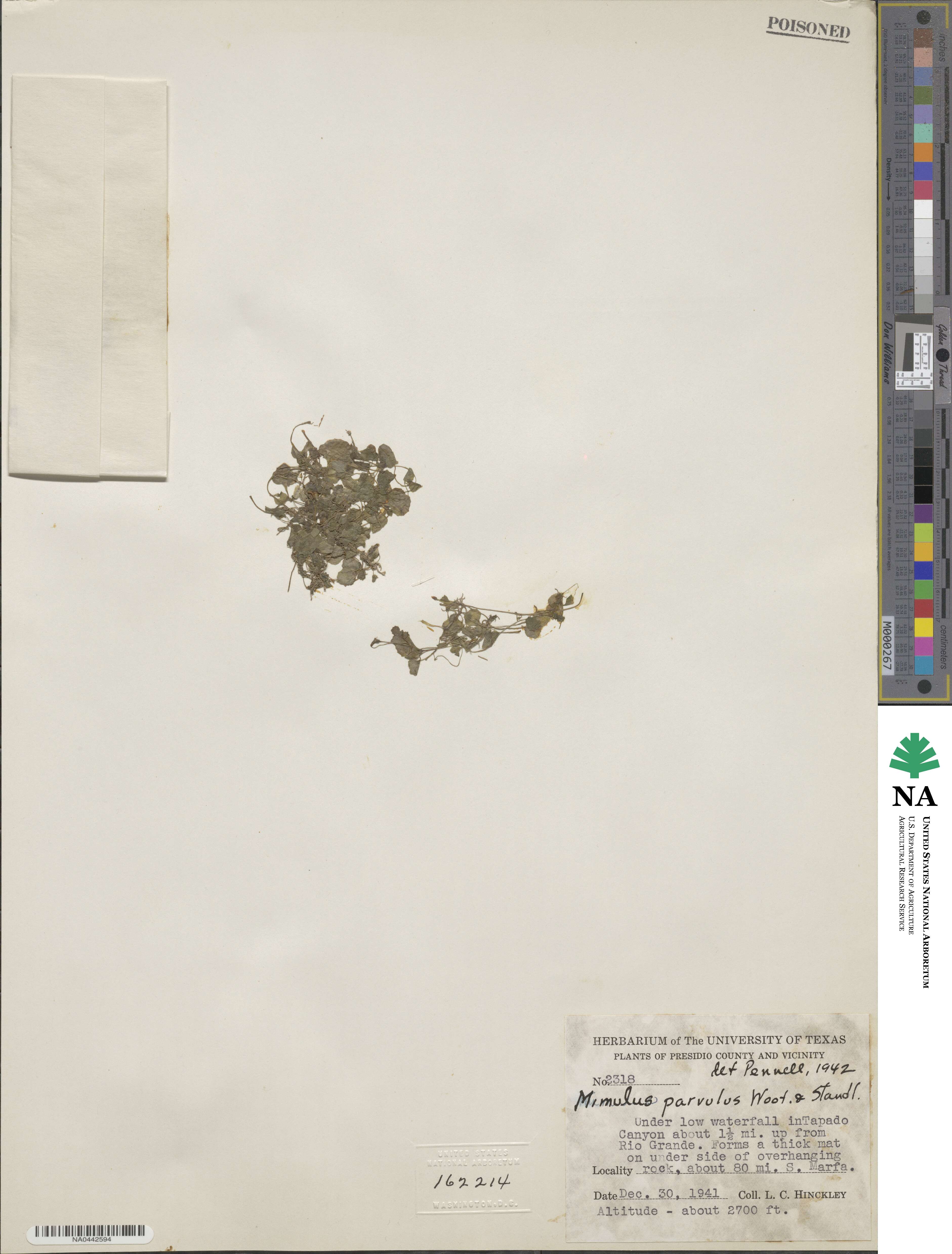 Erythranthe parvula image