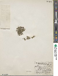 Image of Erythranthe parvula