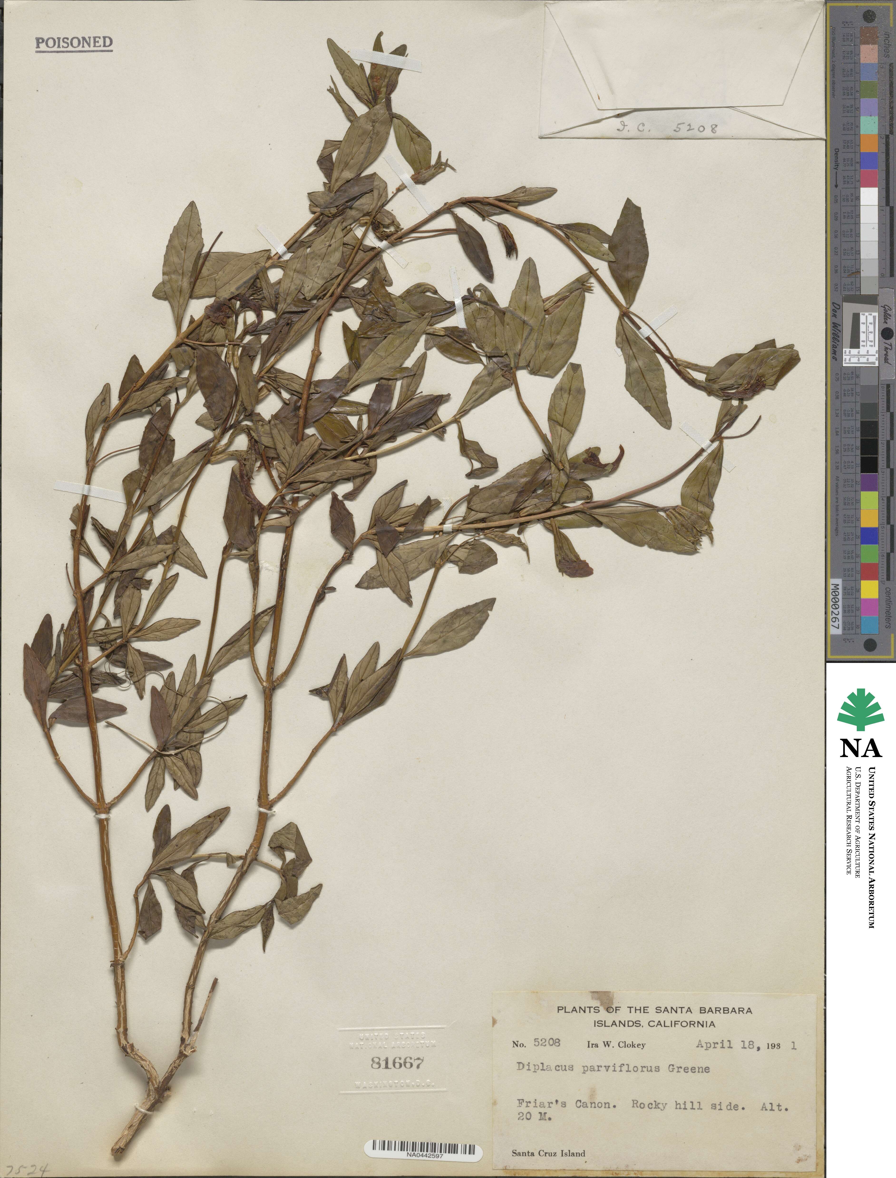Mimulus parviflorus image