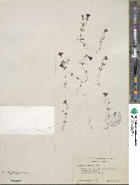 Erythranthe palmeri image