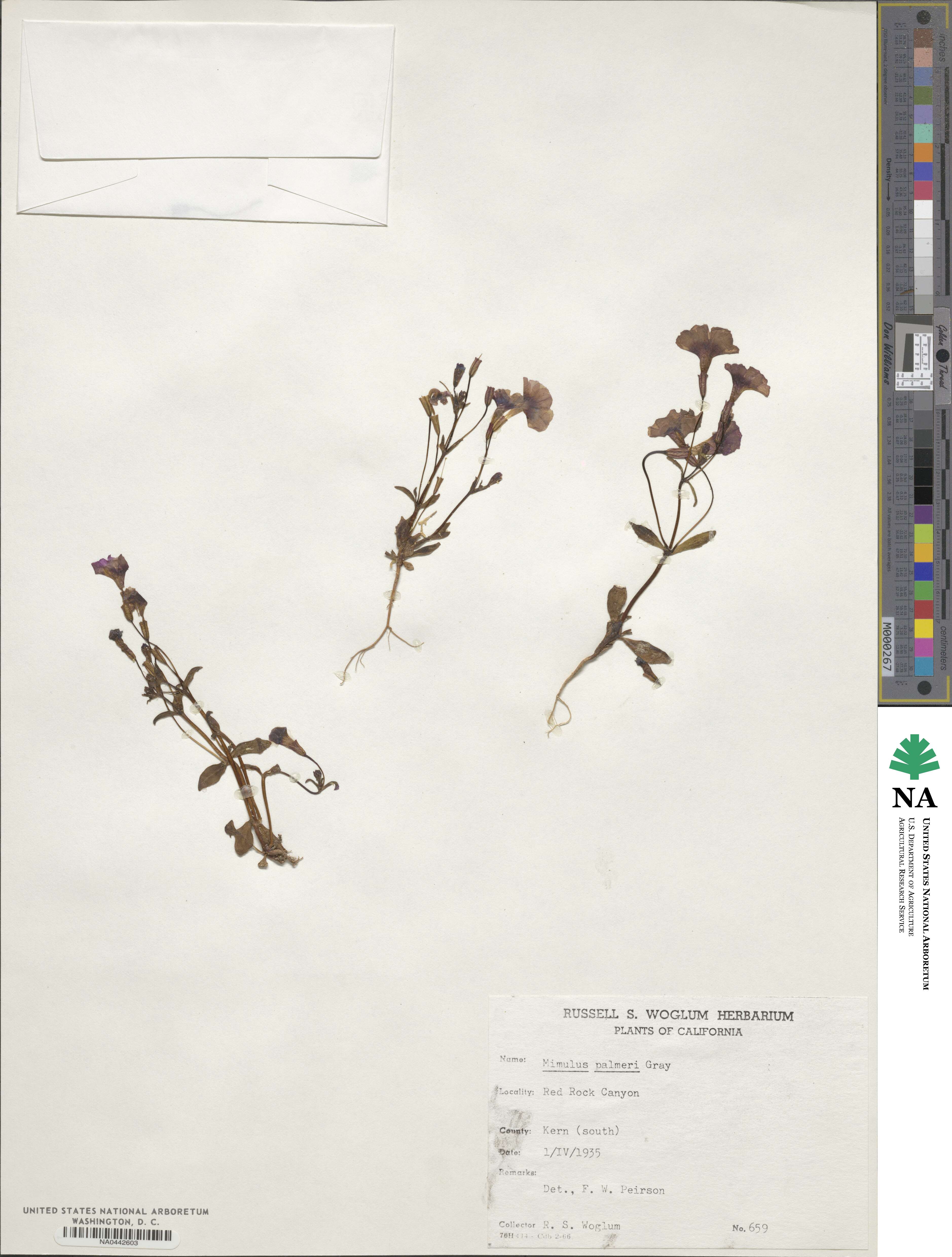 Erythranthe palmeri image