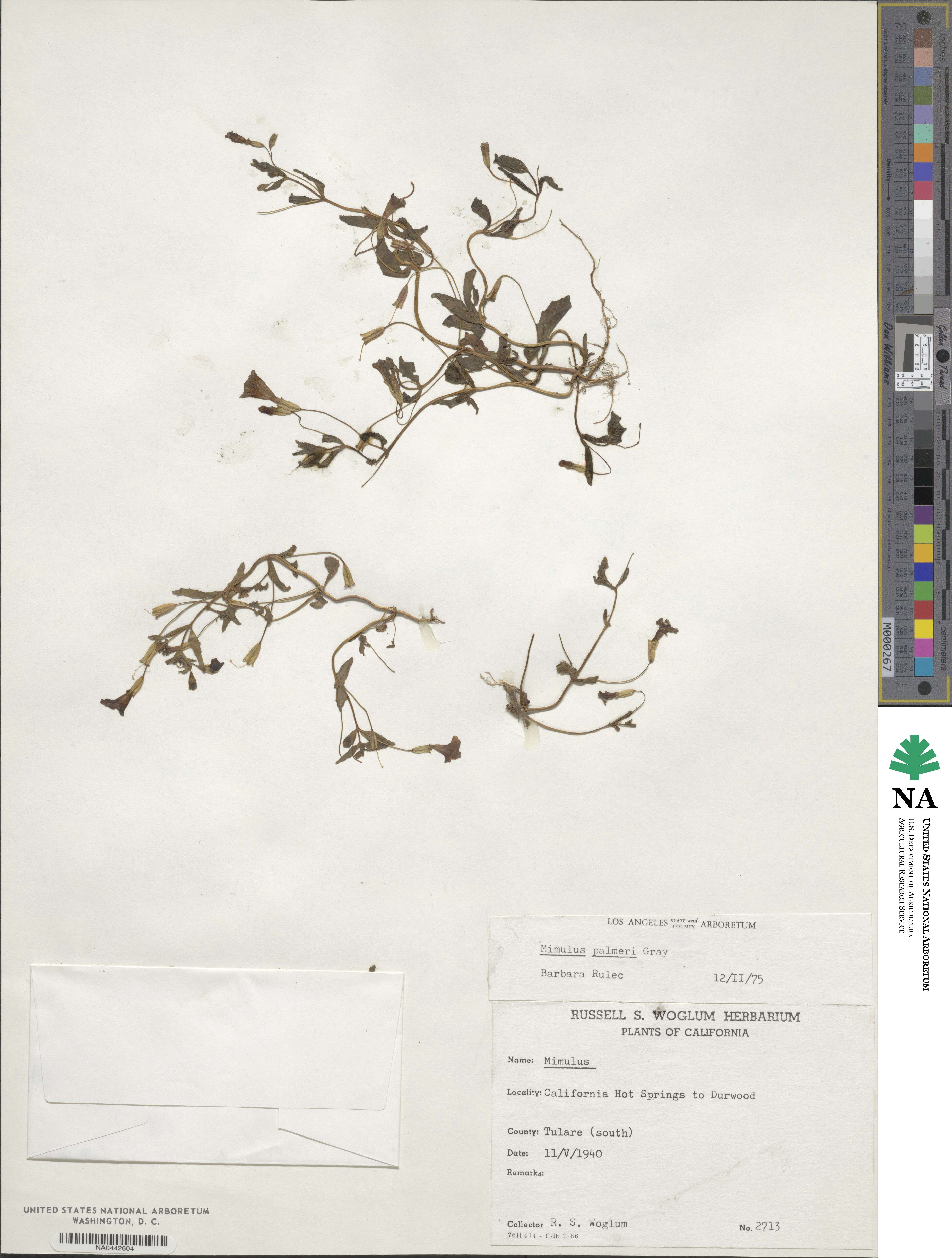 Erythranthe palmeri image