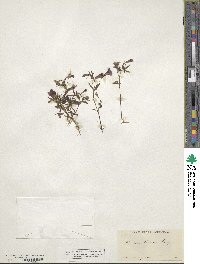 Erythranthe palmeri image