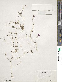 Erythranthe palmeri image