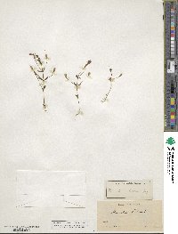 Erythranthe palmeri image