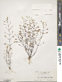 Image of Erythranthe nudata