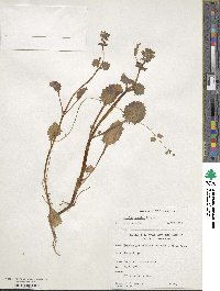 Erythranthe nasuta image