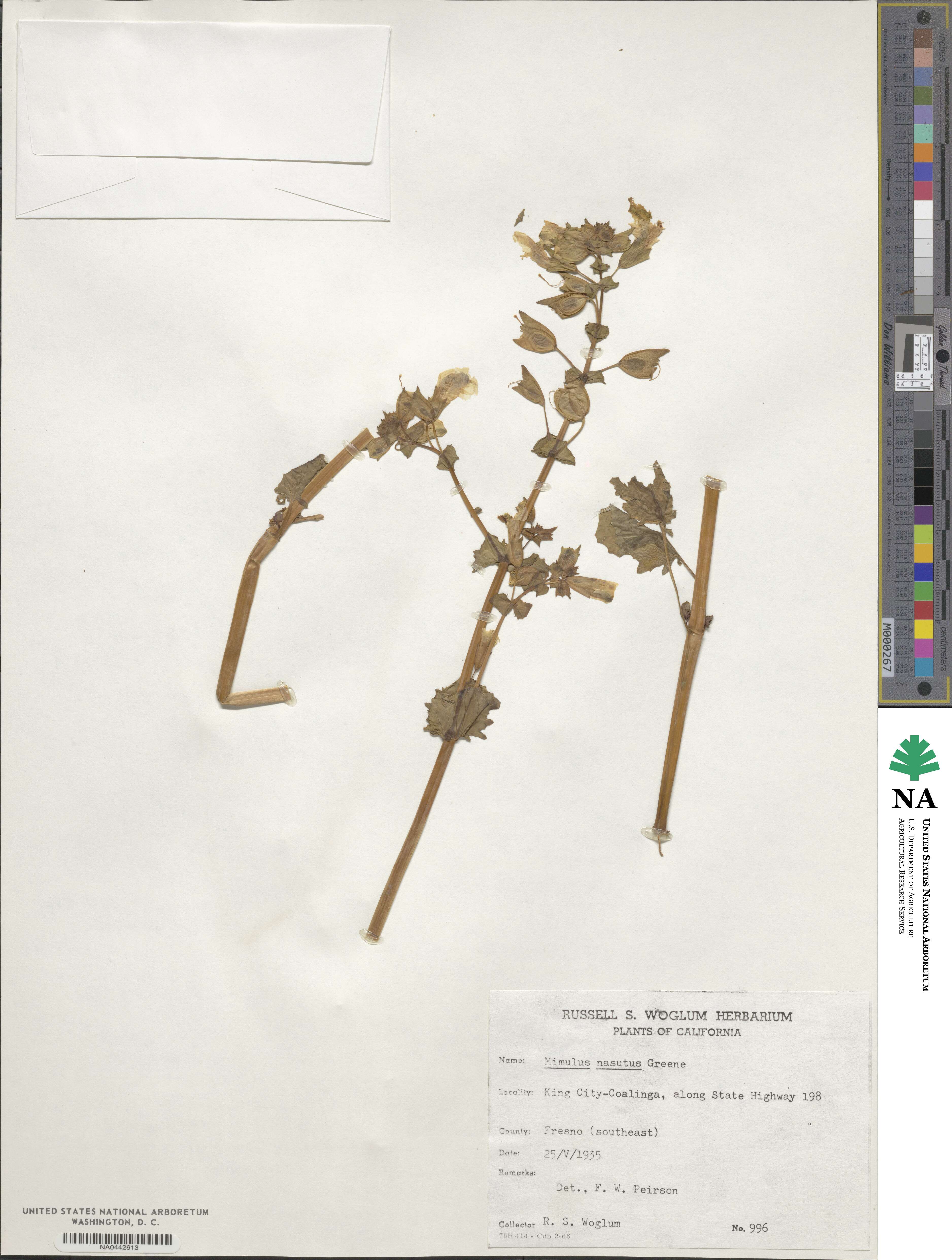 Erythranthe nasuta image