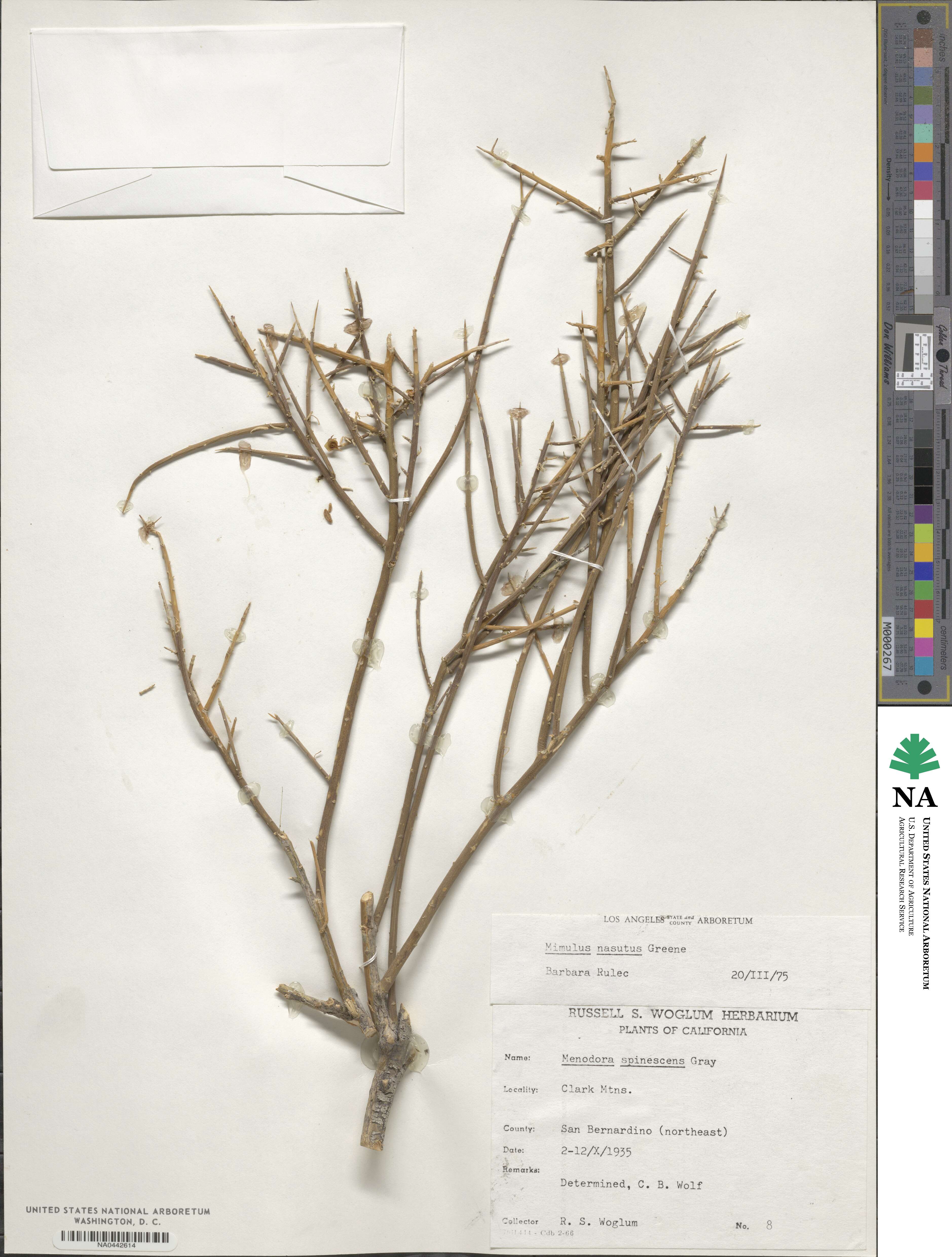 Erythranthe nasuta image