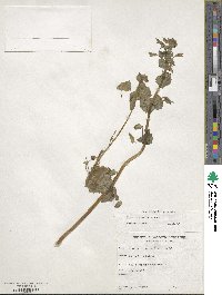 Erythranthe nasuta image
