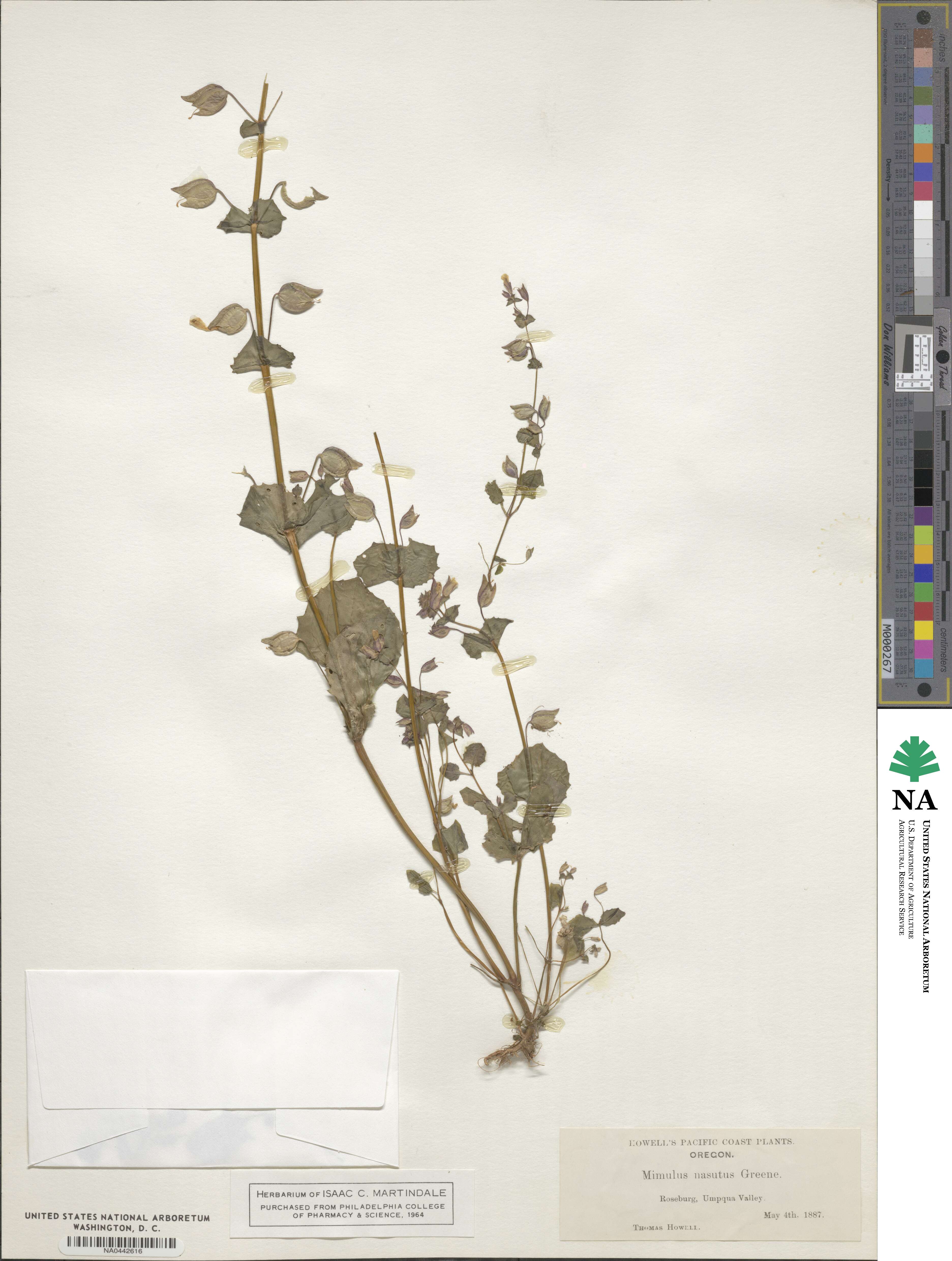 Erythranthe nasuta image