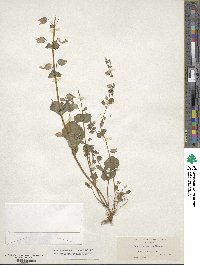 Erythranthe nasuta image