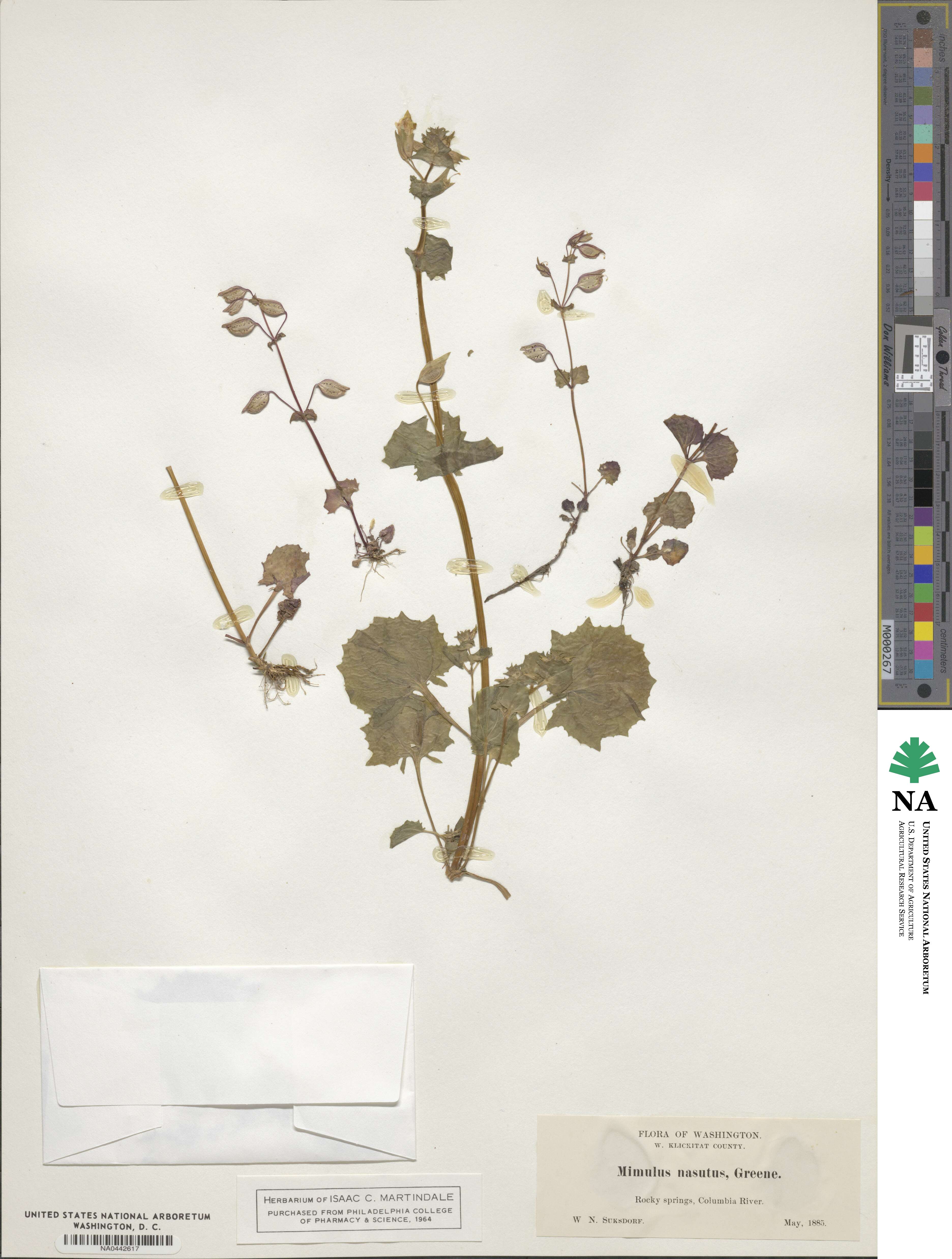 Erythranthe nasuta image