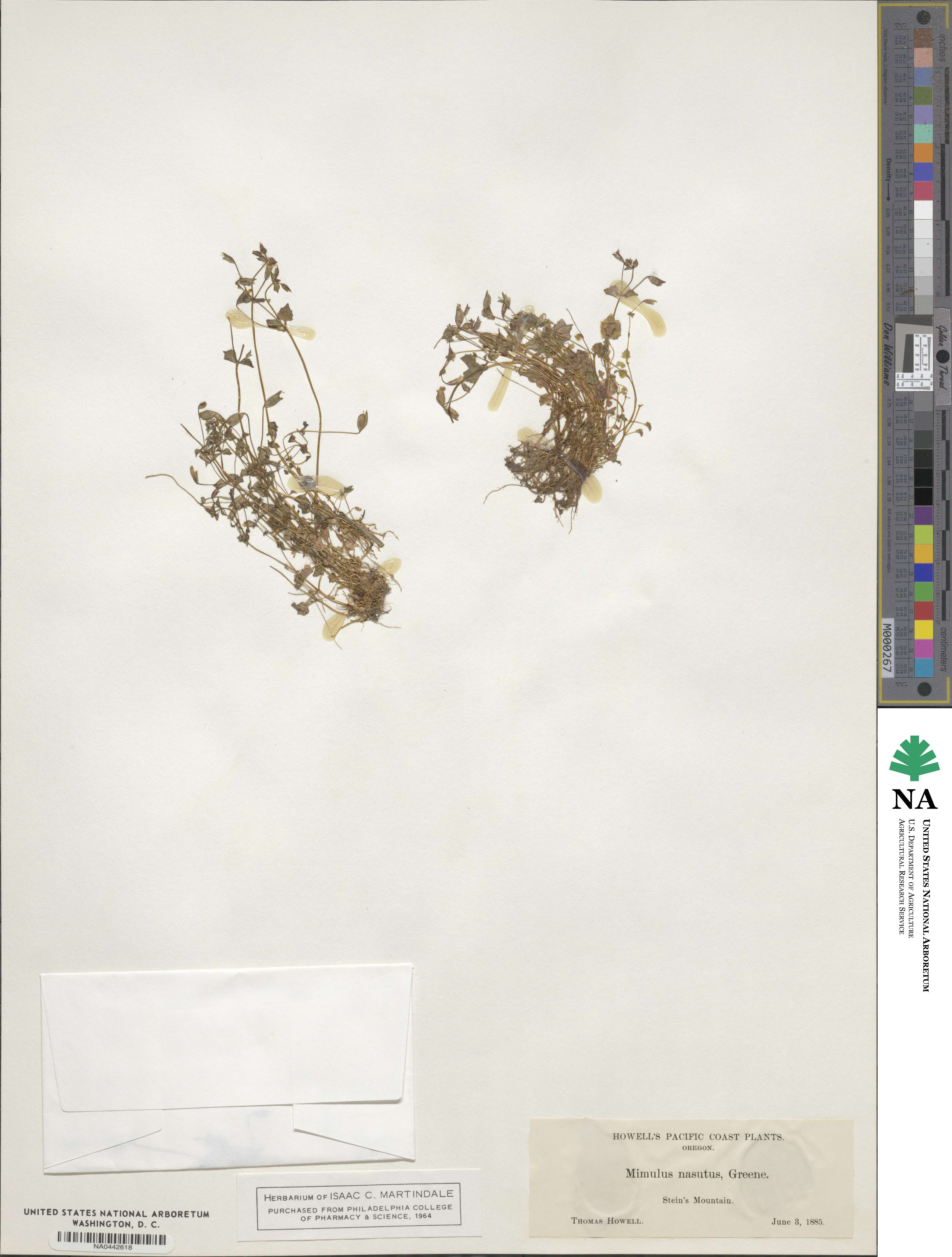 Erythranthe nasuta image