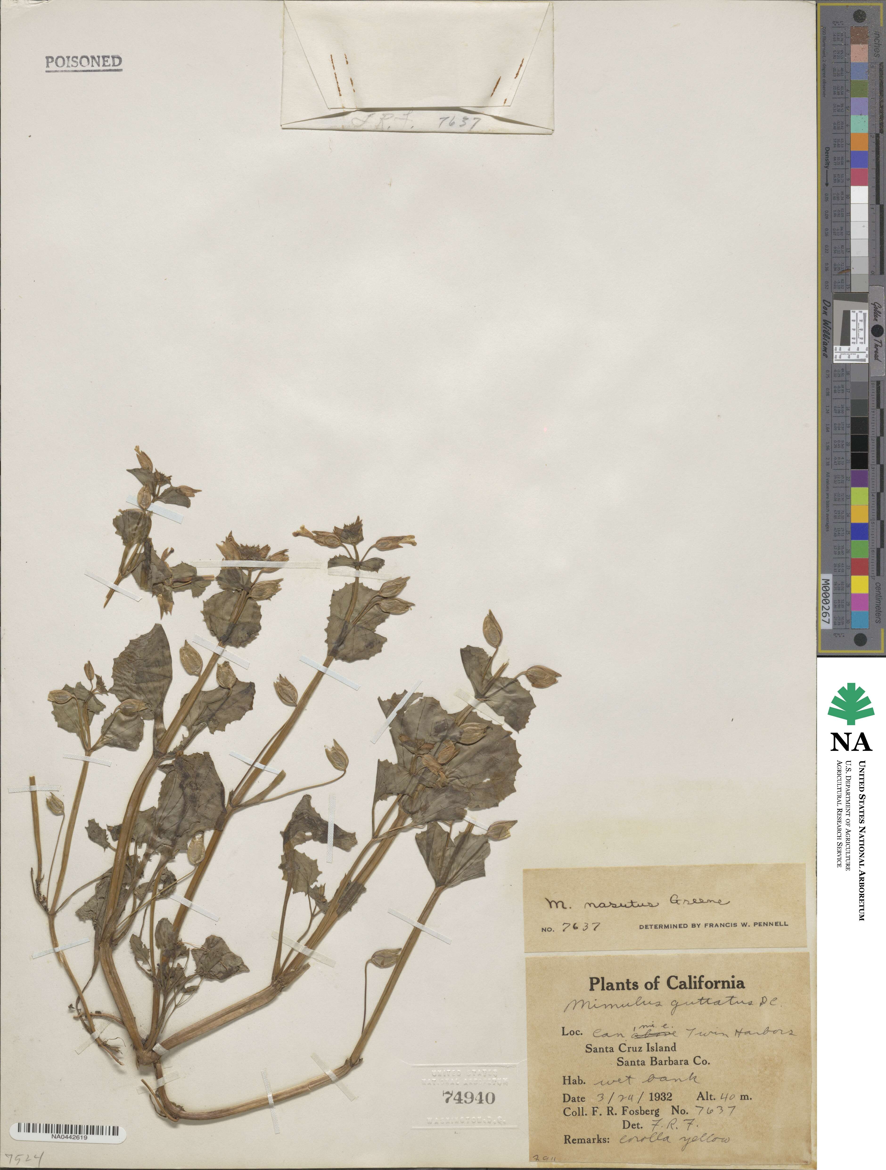 Erythranthe nasuta image