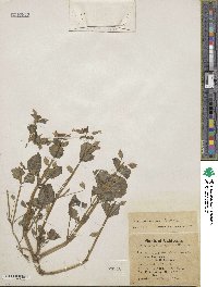 Erythranthe nasuta image