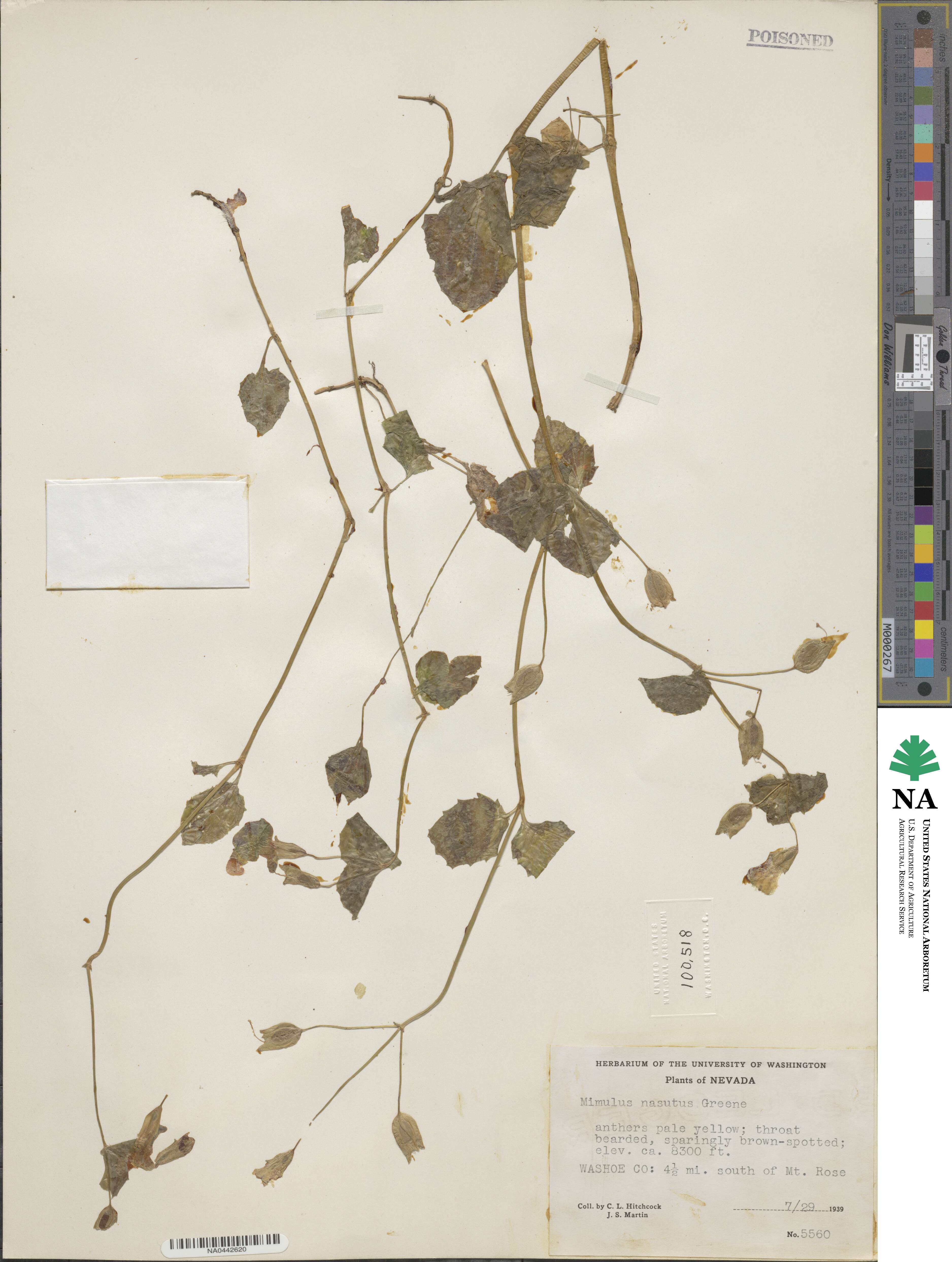 Erythranthe nasuta image