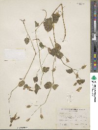 Erythranthe nasuta image