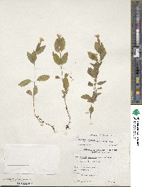 Image of Erythranthe moschata