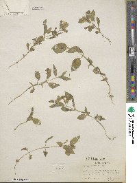 Erythranthe moschata image