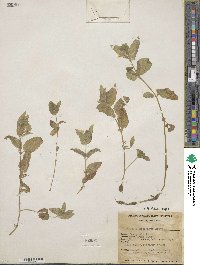 Erythranthe moschata image