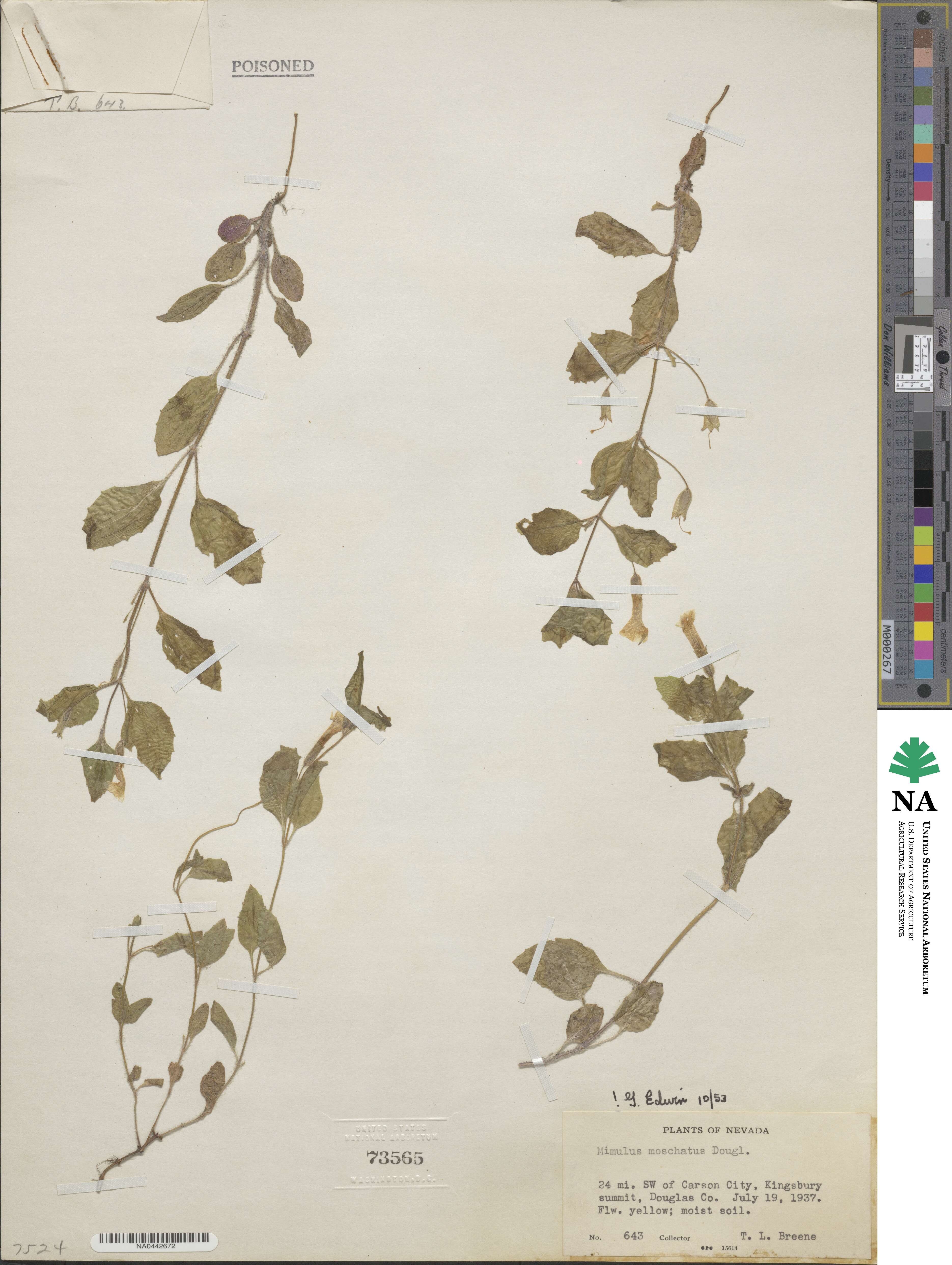 Erythranthe moschata image