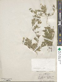Erythranthe moschata image