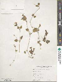 Erythranthe moschata image