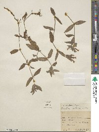 Erythranthe moschata image