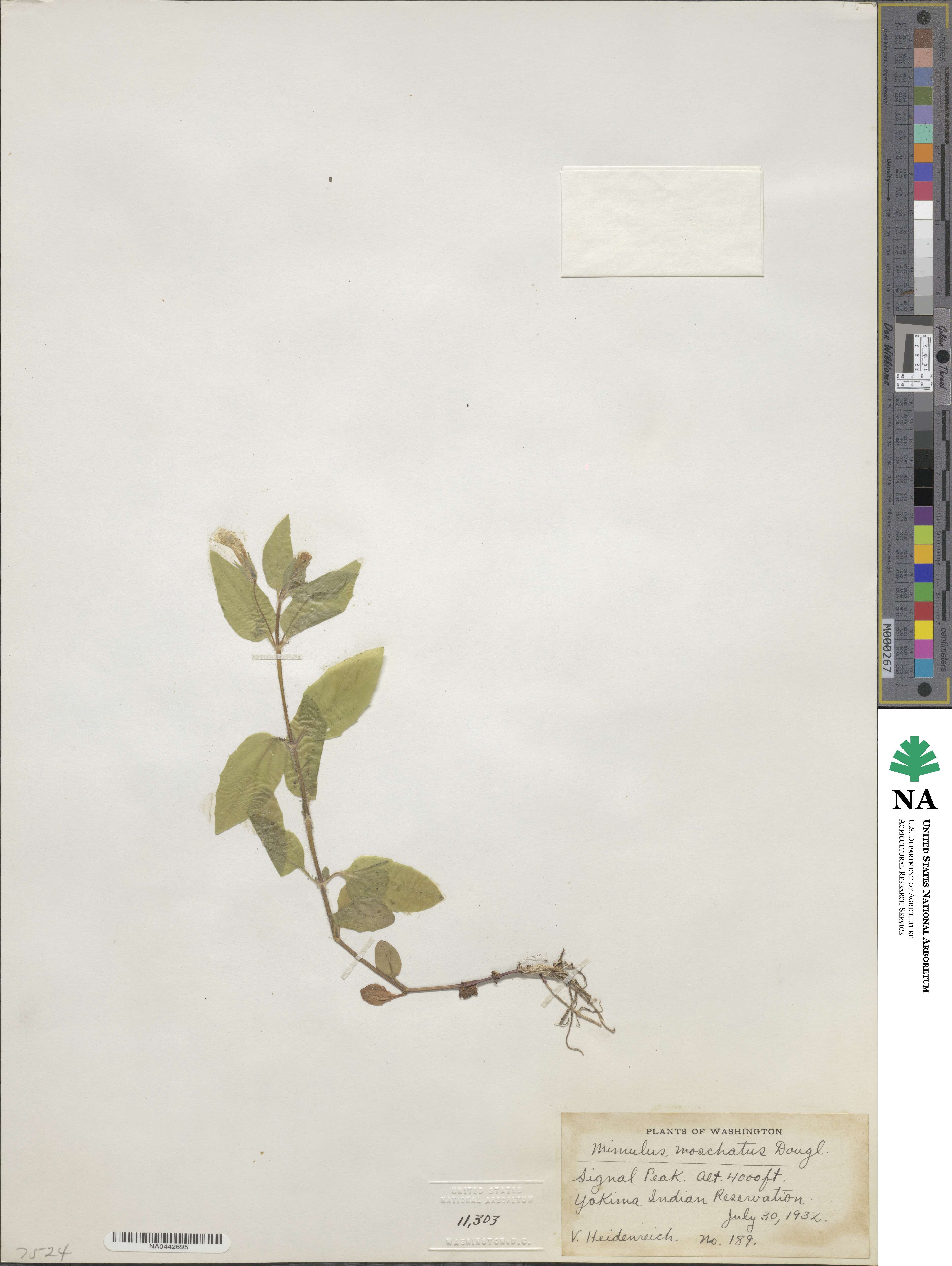 Erythranthe moschata image