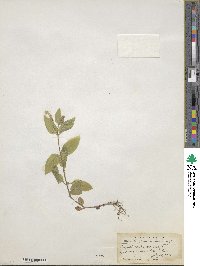 Erythranthe moschata image