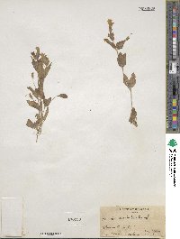 Erythranthe moschata image