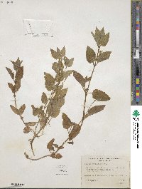 Erythranthe moschata image