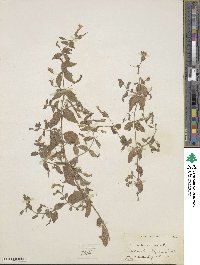 Erythranthe moschata image
