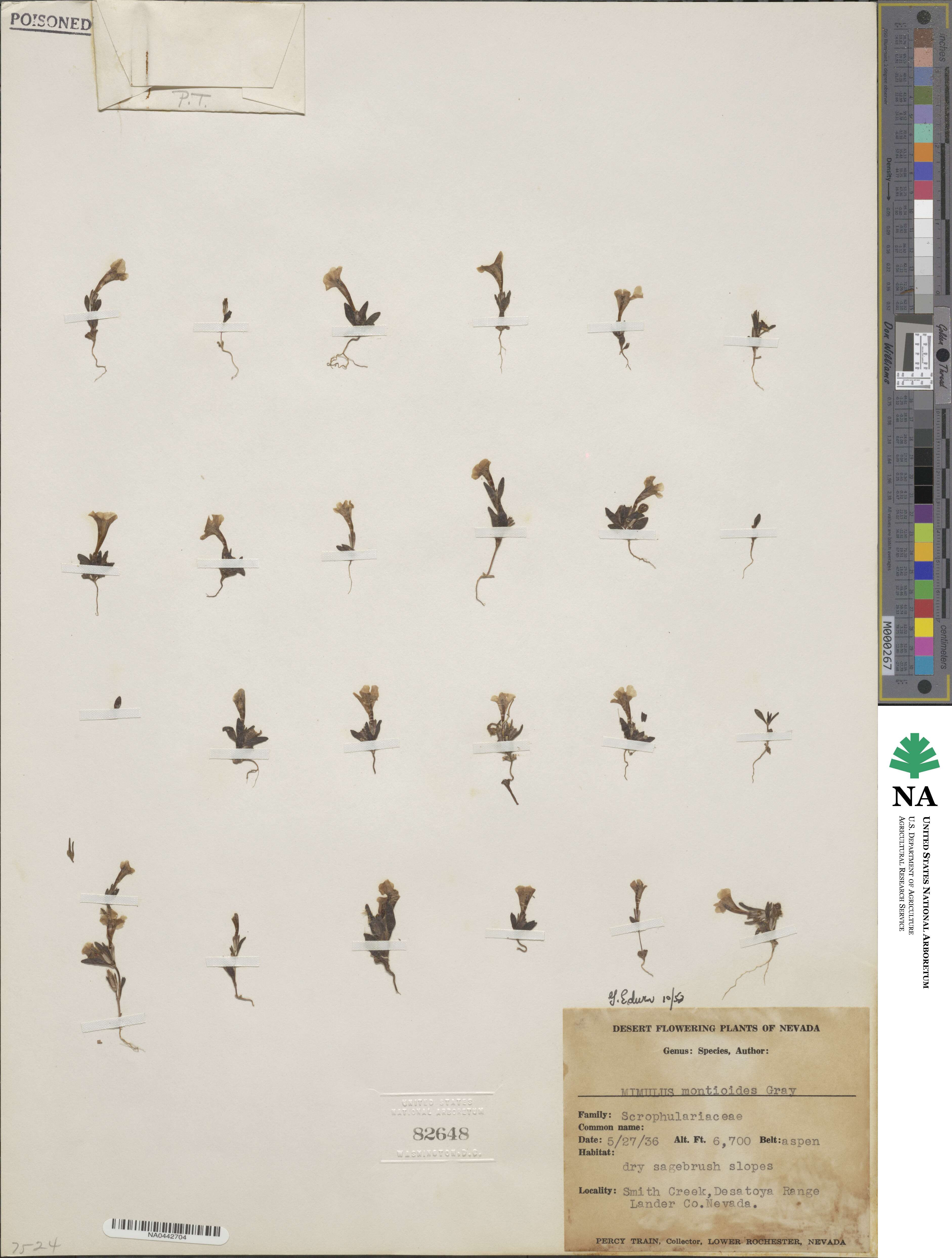 Erythranthe montioides image
