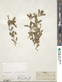 Erythranthe moschata image