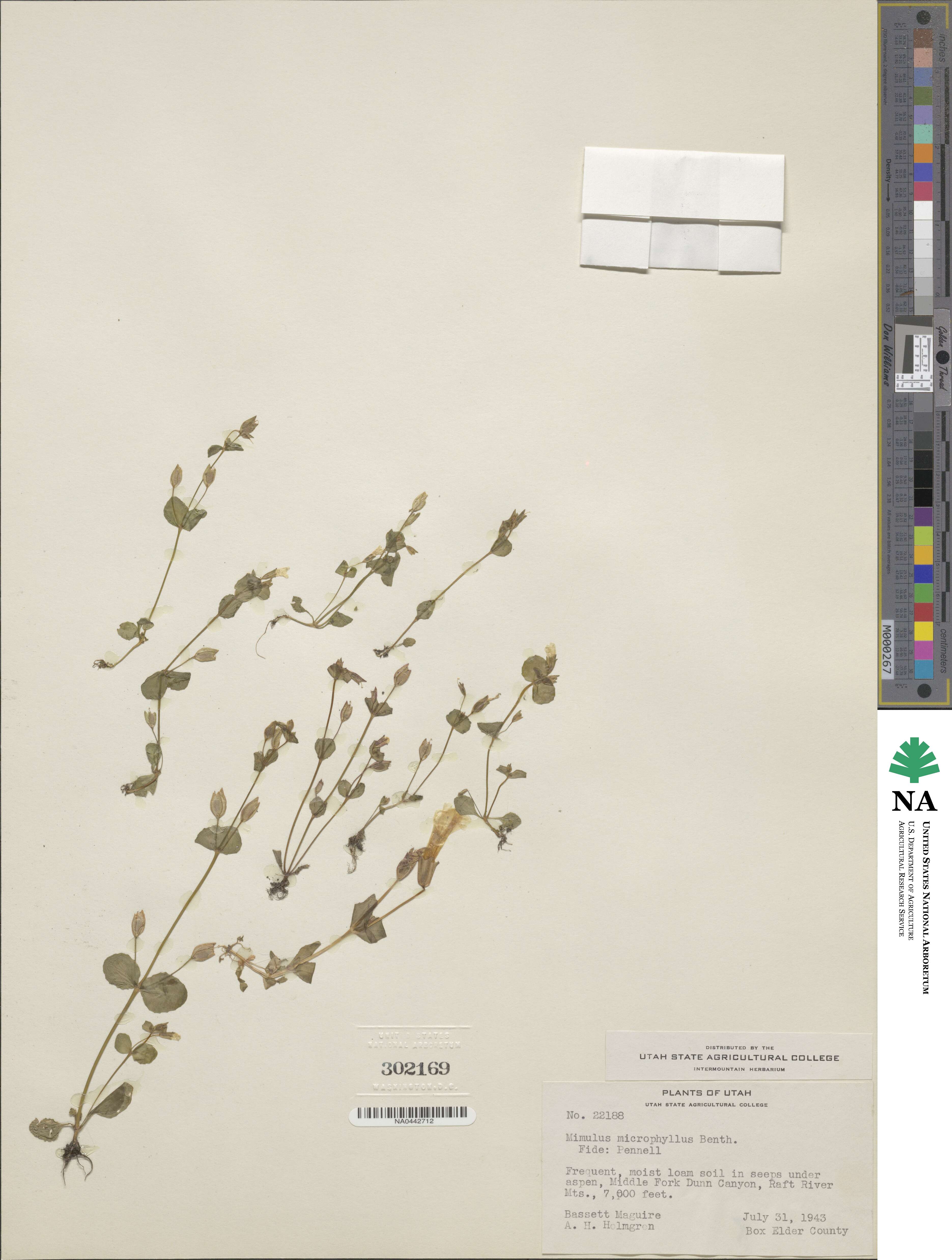 Erythranthe microphylla image